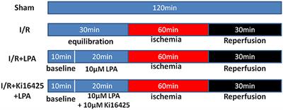 Lysophosphatidic Acid Pretreatment Attenuates Myocardial Ischemia/Reperfusion Injury in the Immature Hearts of Rats